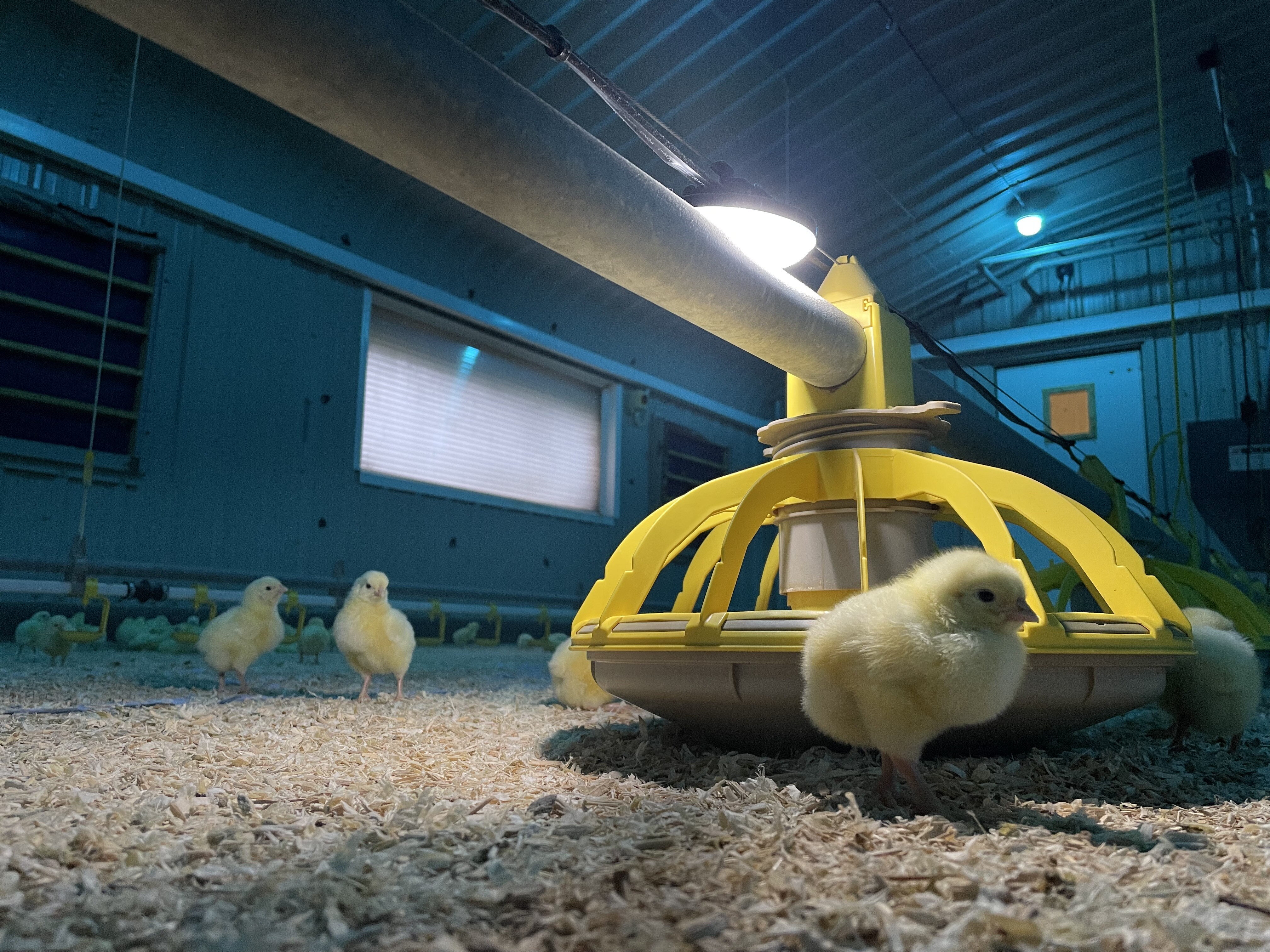 Optient with Chicks (31)